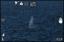 Foto di balena