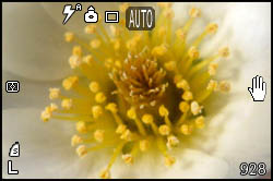 Mountain avens