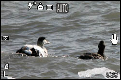 Picture of eider