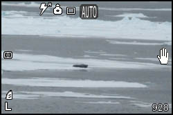 Foto di foca su ghiaccio