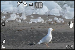 Foto di gabbiano bianco