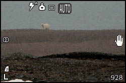 Picture of a polar bear