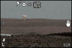 Picture of a polar bear