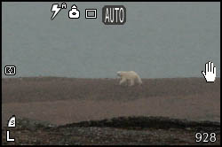 Foto di orso polare