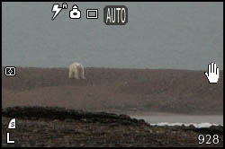 Foto di orso polare