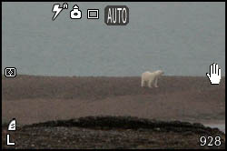 Picture of a polar bear