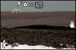 Picture of a polar bear