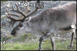 Picture of a reindeer