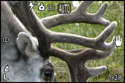 Picture of a reindeer