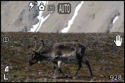 Picture of a reindeer