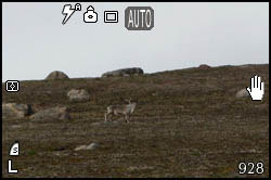 Picture of a reindeer