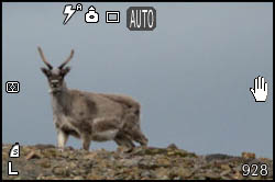 Picture of a reindeer