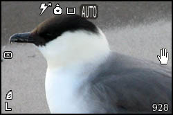Picture of skua