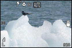 Picture of tern
