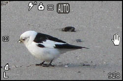 Picture of snow bunting