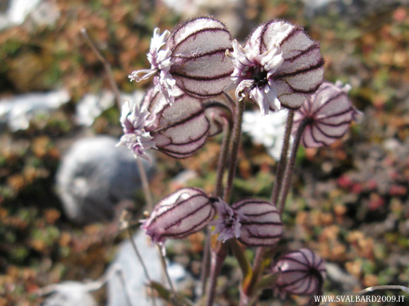 Nodding lychnis