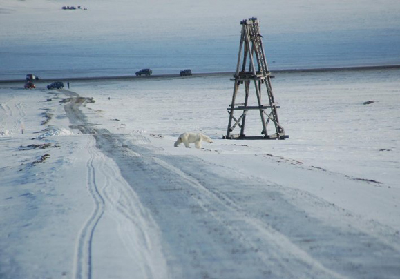 Polar bear in Longyearbyen