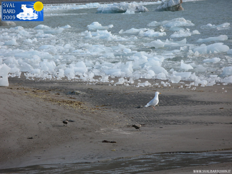 Gabbiano bianco a Blomstrand camp