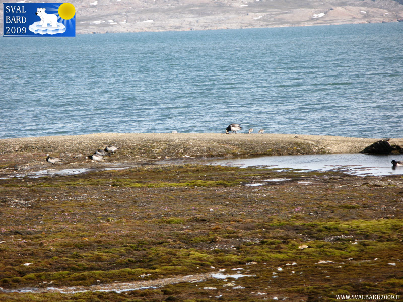 Oca dalla faccia bianca a Ny-Ålesund