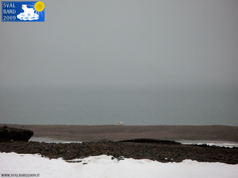 Orso polare al Raudfjord camp -1