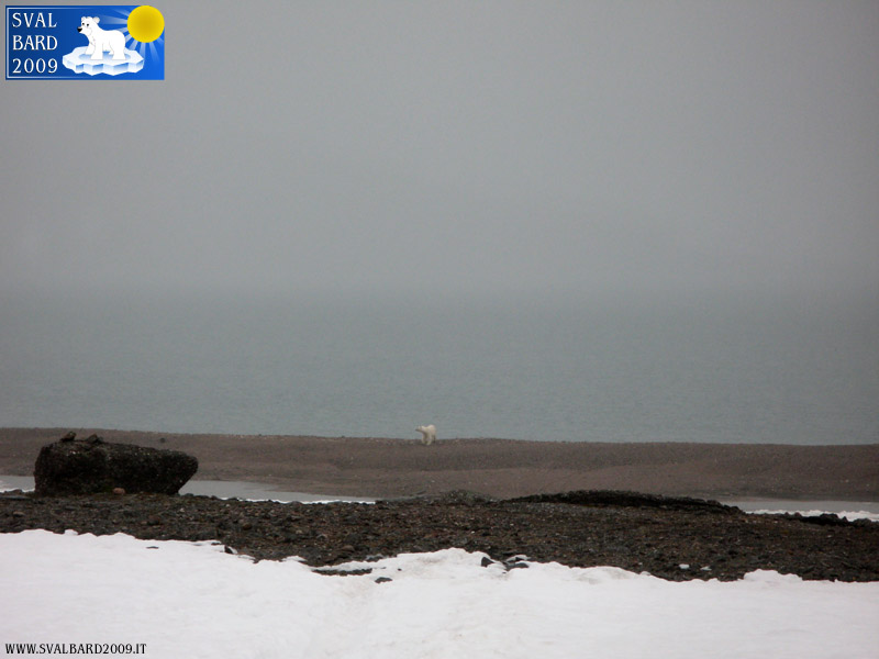 Orso polare al Raudfjord camp -2
