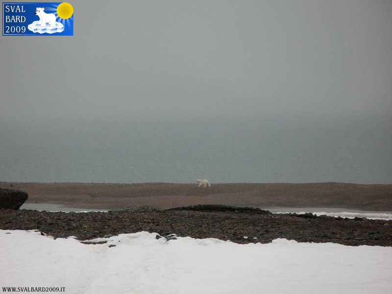 Orso polare al Raudfjord camp -4