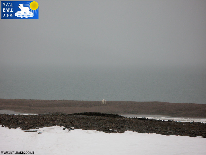 Orso polare al Raudfjord camp -5