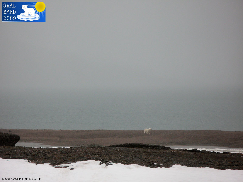 Orso polare al Raudfjord camp -7