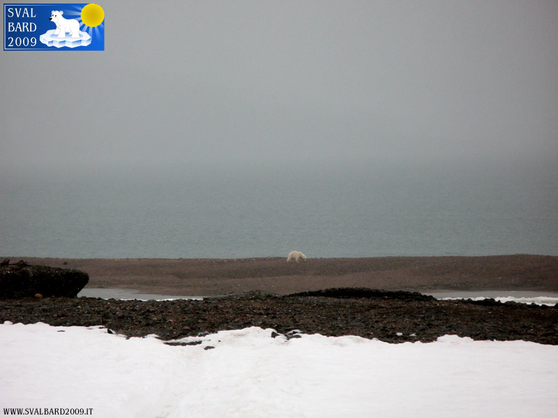 Orso polare al Raudfjord camp -8