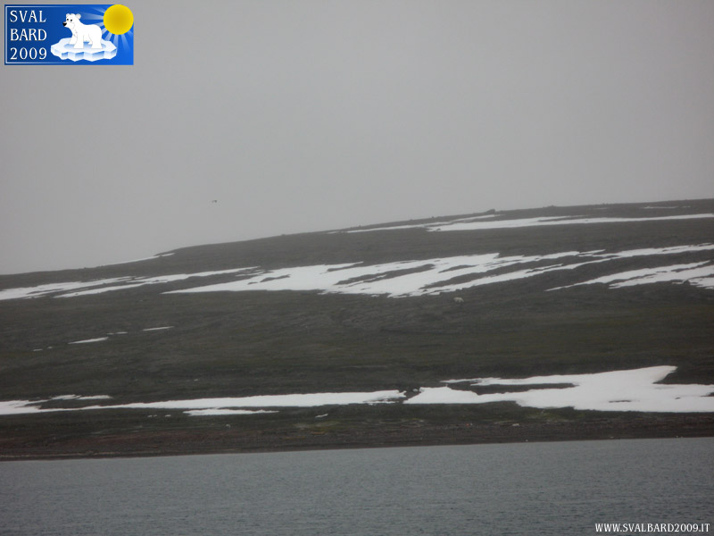 Orso polare al Liefdefjord