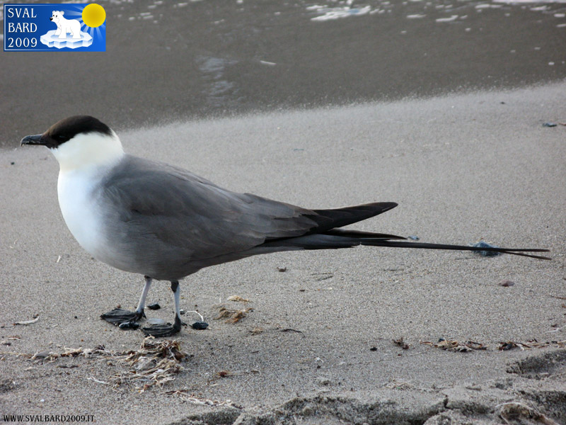 Skua a Blomstrand camp -1
