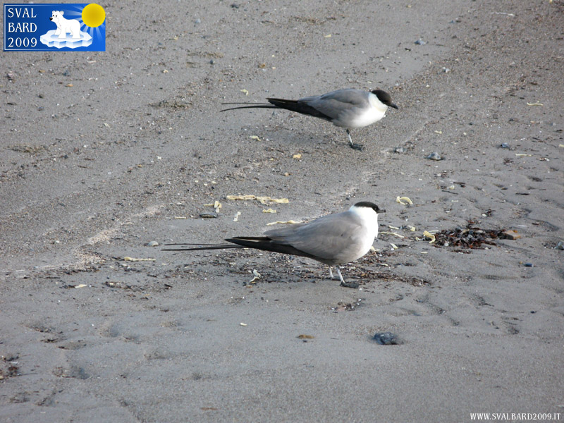 Skua a Blomstrand camp, mentre si cibano degli avanzi della pasta
