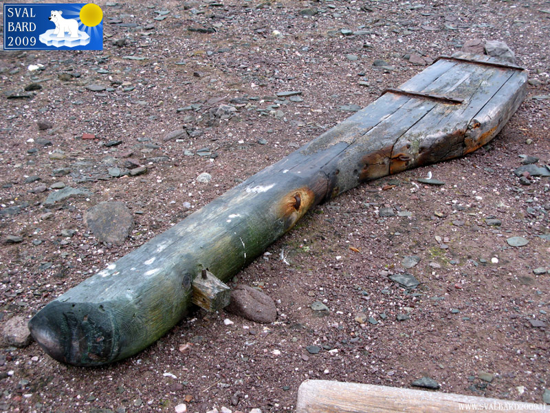 Timone spiaggiato nel Raudfjorden