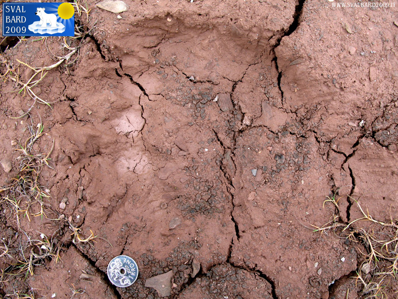 Traccia di orso a Worsleyhamna