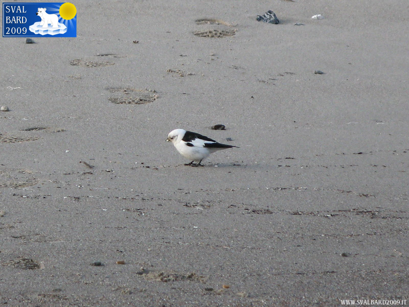 Zigolo della neve a Blomstrand camp